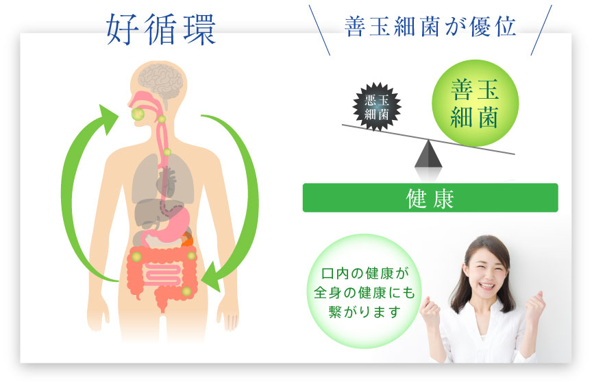 好循環：善玉細菌が優位だと全身の健康が良くなる