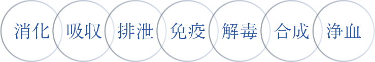 消化、吸収、排泄、免疫、解毒、合成、浄血