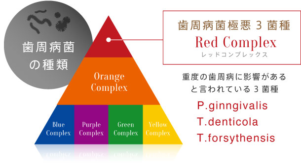 歯周病菌極悪3菌種：レッドコンプレックス