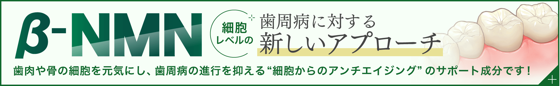 β-NMN 細胞レベルの歯周病に対する新しいアプローチ。歯肉や骨の細胞を元気にし、歯周病の進行を抑える細胞からのアンチエイジングのサポート成分です！