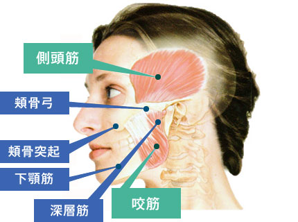 顔面の筋肉