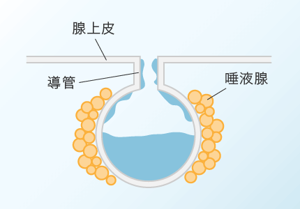 唾液腺