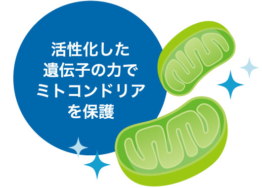 活性化した遺伝子の力でミトコンドリアを保護