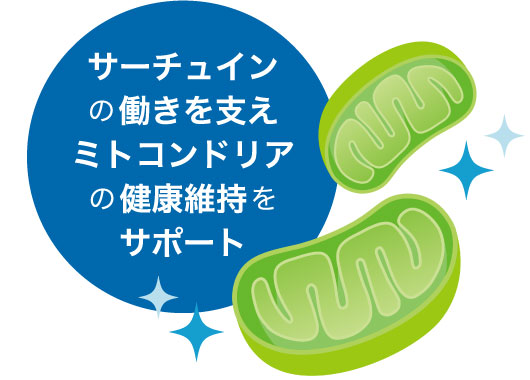 サーチュインの働きを支え、ミトコンドリアの健康維持をサポート