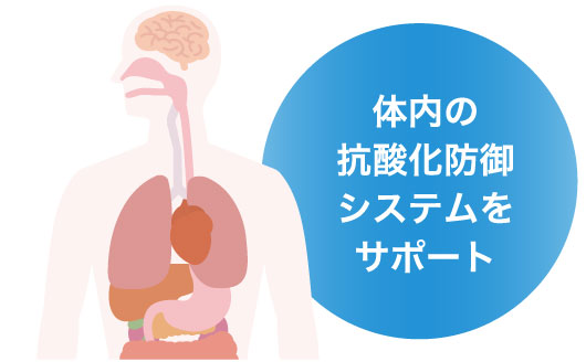 体内の抗酸化防御システムをサポート